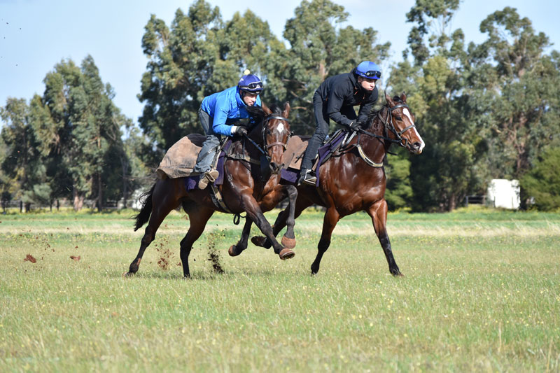 Patrick Payne Racing offers variety for horses with a practical paddock ...