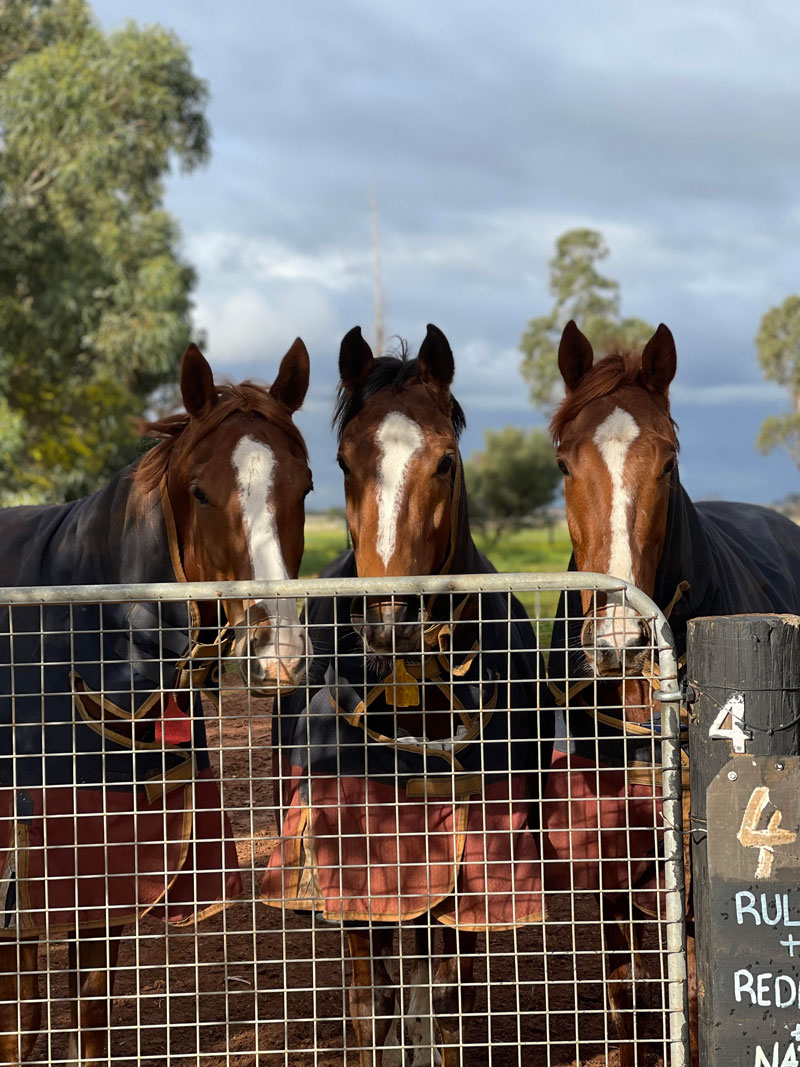 Patrick Payne Racing provides a variety of stabling options to suit all ...