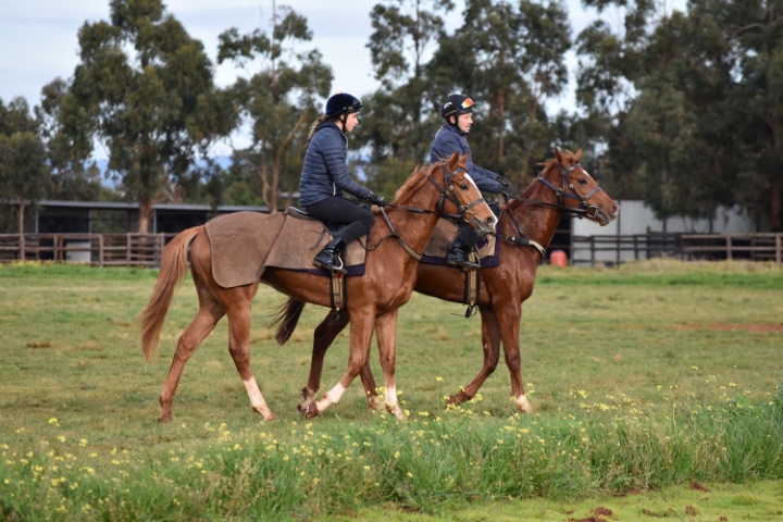 Patrick Payne Racing offers variety for horses with a practical paddock ...