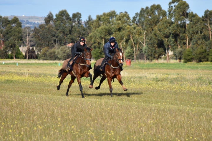 Patrick Payne Racing offers variety for horses with a practical paddock ...