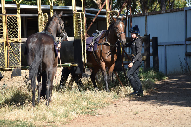 Patrick Payne Racing offers variety for horses with a practical paddock ...